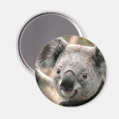 Koala Beer ijskastmagneet Magneet (Voorkant / Achterkant)