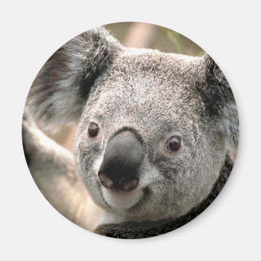 Koala Beer ijskastmagneet Magneet (Voorkant)
