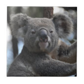 Koala Beer in Boom Tegeltje (Voorkant)