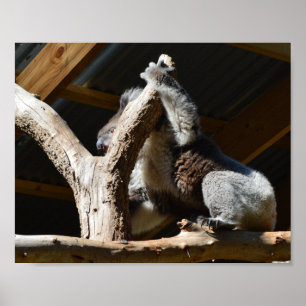 Koala Beer in Cubby House, Poster