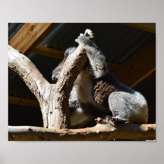 Koala Beer in Cubby House, Poster (Voorkant)