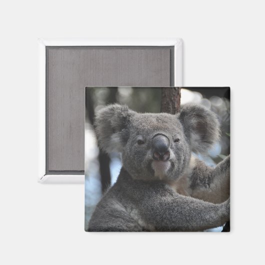 Koala-Beer in de boom Magneet (Voorkant / Achterkant)
