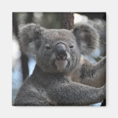 Koala-Beer in de boom Magneet (Voorkant)