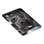 Koala-Beer in de boom Magneet (Rechterzijde)