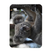 Koala-Beer in de boom Magneet (Verticaal)