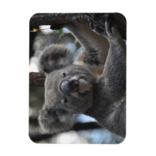 Koala-Beer in de boom Magneet (Verticaal)