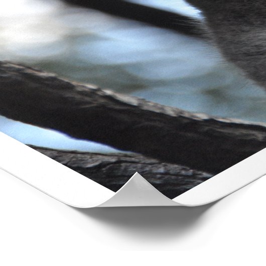 Koala-Beer in de boom Poster (Hoek)