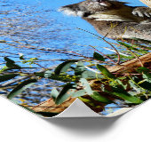 Koala-Beer in de oude boom, Poster (Hoek)