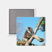 Koala-Beer in de oude dennenboom, Fridge Magnet (Voorkant / Achterkant)