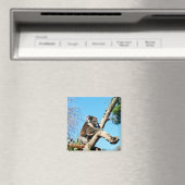 Koala-Beer in de oude dennenboom, Fridge Magnet (Insitu (Vaatwasser))