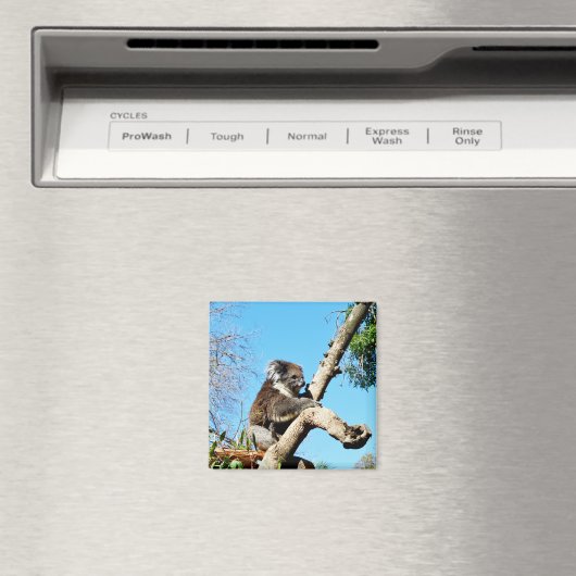 Koala-Beer in de oude dennenboom, Fridge Magnet (Insitu (Vaatwasser))