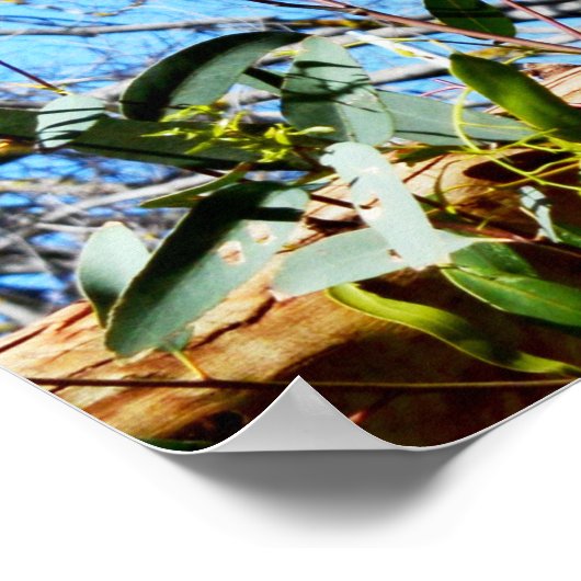 Koala-Beer in de oude pijnboom, Poster (Hoek)