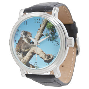 Koala Beer in oude dennenboom, Horloge