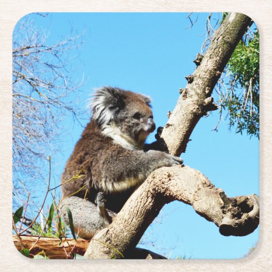 Koala Beer in oude dennenboom, Kartonnen Onderzetters (Voorkant)