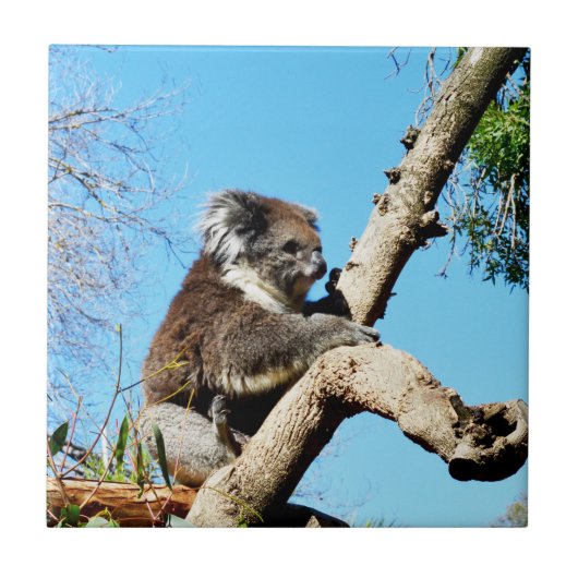 Koala Beer in oude dennenboom, Tegeltje (Voorkant)