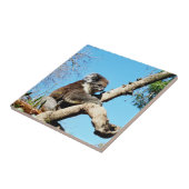 Koala Beer in oude dennenboom, Tegeltje (Zijkant)