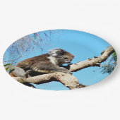 Koala Beer In Oude Pijnboom Papieren Bordje (Gekanteld)