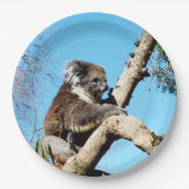 Koala Beer In Oude Pijnboom Papieren Bordje (Voorkant)