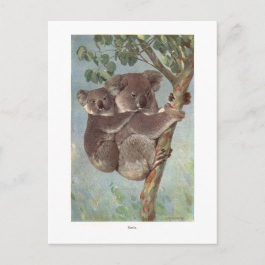 Koala-Beer in overzicht van bomen Briefkaart (Voorkant)