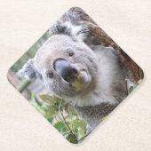 Koala Beer Kartonnen Onderzetters (Voorkant)