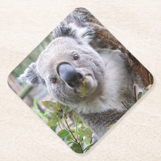 Koala Beer Kartonnen Onderzetters (Voorkant)