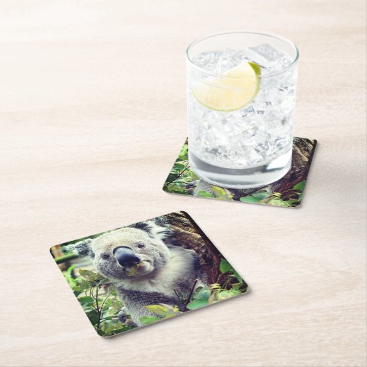 Koala Beer Kartonnen Onderzetters (Insitu)