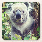 Koala Beer Kartonnen Onderzetters (Voorkant)