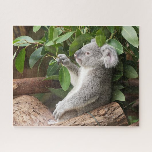 Koala Beer Legpuzzel (Horizontaal)