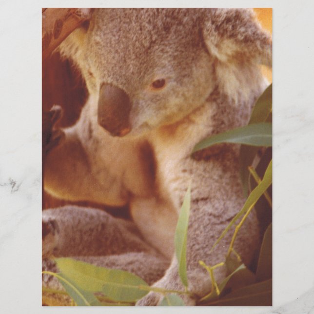 Koala Beer Love (Voorkant)