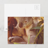 Koala Beer Love Briefkaart (Voorkant / Achterkant)