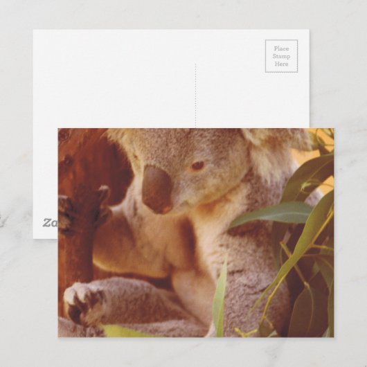 Koala Beer Love Briefkaart (Voorkant / Achterkant)