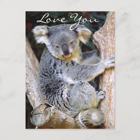 Koala Beer Love_ Briefkaart (Voorkant)
