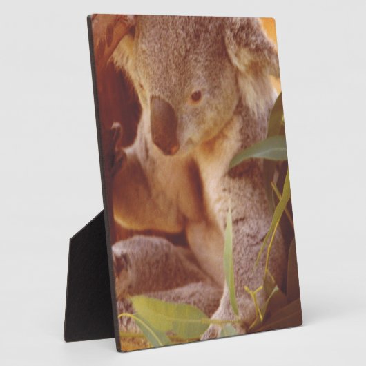 Koala Beer Love Fotoplaat (Zijkant)