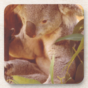 Koala Beer Love Onderzetter