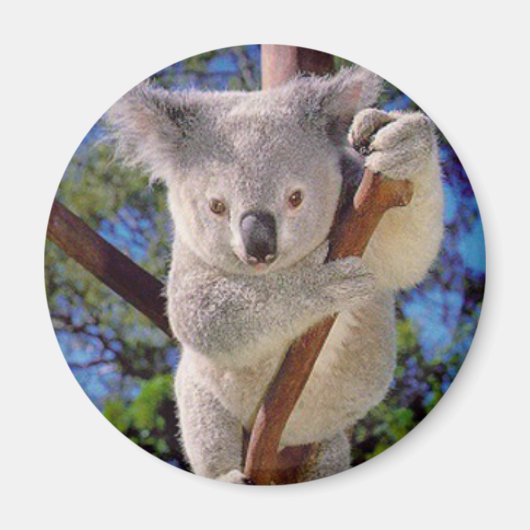 Koala Beer Magneet (Voorkant)