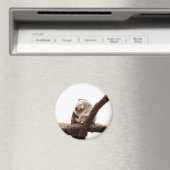 Koala Beer Magneet (Insitu (Vaatwasser))