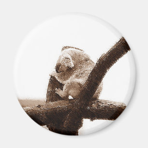 Koala Beer Magneet