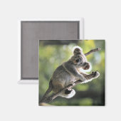 Koala Beer Magneet (Voorkant / Achterkant)