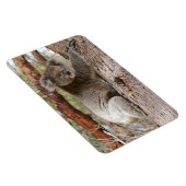Koala Beer Magneet (Rechterzijde)