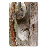 Koala Beer Magneet (Verticaal)