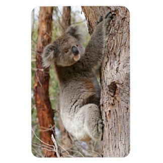 Koala Beer Magneet