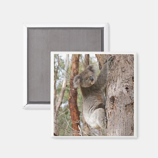 Koala Beer Magnet (Voorkant / Achterkant)