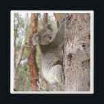 Koala Beer Magnet<br><div class="desc">Koala Beer in het wild in Flinders Chase National Park,  Kangaroo Island,  Australië</div>