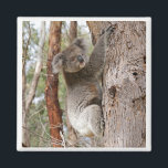 Koala Beer Magnet<br><div class="desc">Koala Beer in het wild in Flinders Chase National Park,  Kangaroo Island,  Australië</div>