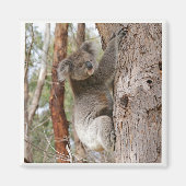 Koala Beer Magnet (Voorkant)