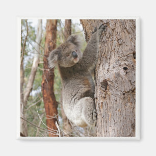 Koala Beer Magnet