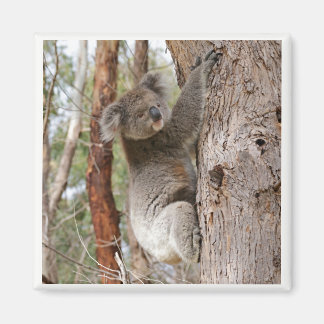 Koala Beer Magnet
