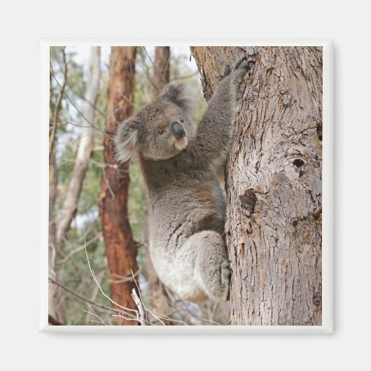 Koala Beer Magnet (Voorkant)