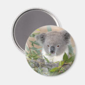 Koala Beer Magnet (Voorkant / Achterkant)