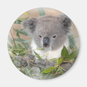 Koala Beer Magnet